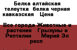 Белка алтайская телеутка, белка черная кавказская › Цена ­ 5 000 - Все города Животные и растения » Грызуны и Рептилии   . Марий Эл респ.